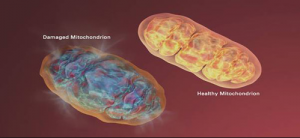 mitocondrii1